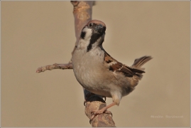 <p>VRABEC POLNÍ (Passer montanus) /Eurasian tree sparrow - Feldsperling/</p>